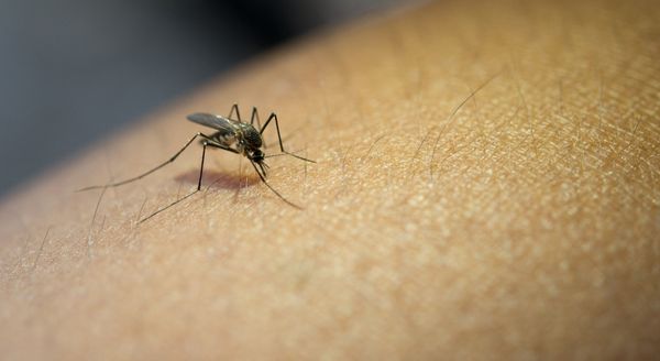 A febre oropouche é uma infecção causada pelo vírus OROV.