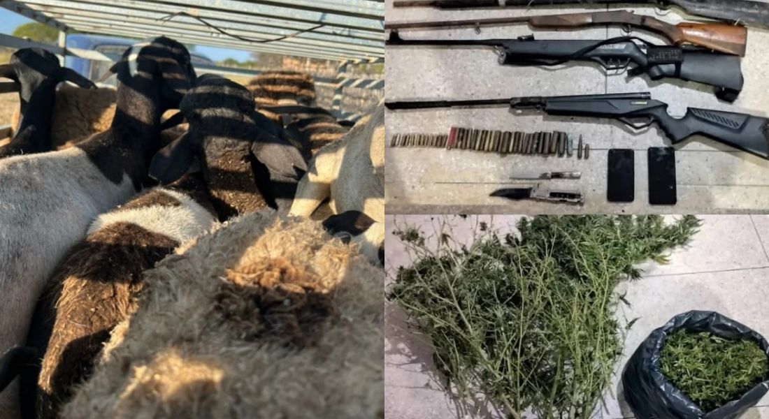 Ao todo, 16 dos 17 animais foram encontrados. Também foi descoberto um cultivo de maconha