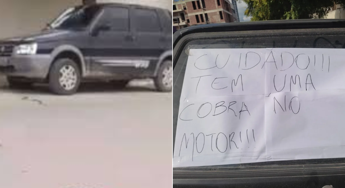 Cobra entrou em carro na cidade de Santa Cruz do Capibaribe 