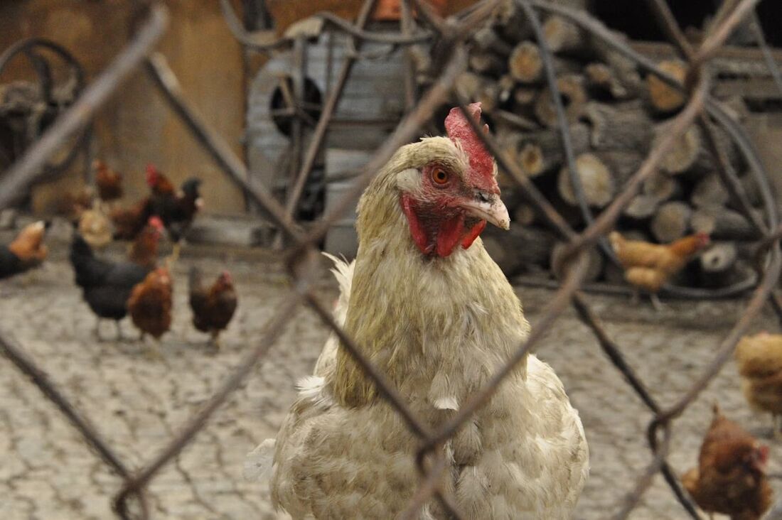 A doença de Newcastle é uma doença viral que afeta aves domésticas e silvestres e causa sinais respiratórios seguidos por manifestações nervosas