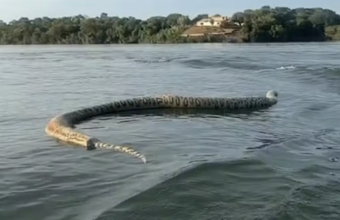 Sucuri foi encontrada já morta e boiando no lago