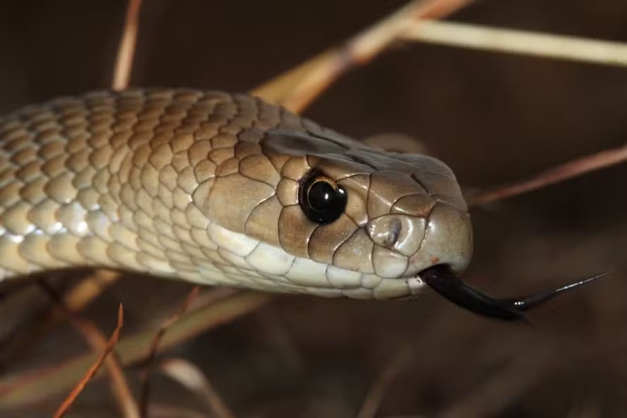 Cobra australiana 