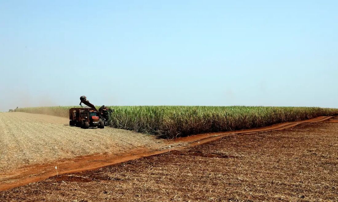 Ministério também prevê que a área rural segurada deve alcançar 1 milhão de hectares.