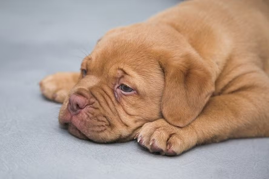 O Dogue de Bordeaux lidera o ranking das raças com maior probabilidade de desenvolver a doença
