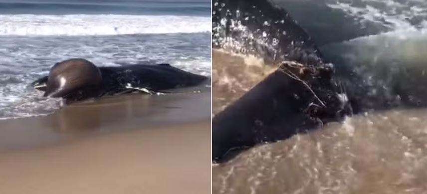 Baleia aparece morta em Praia no Recreio, na Zona Oeste do Rio; há rede de pesca envolta na nadadeira 