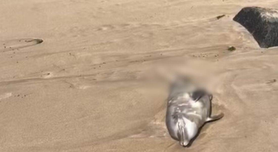 Golfinho é encontrado morto na praia de Boa Viagem