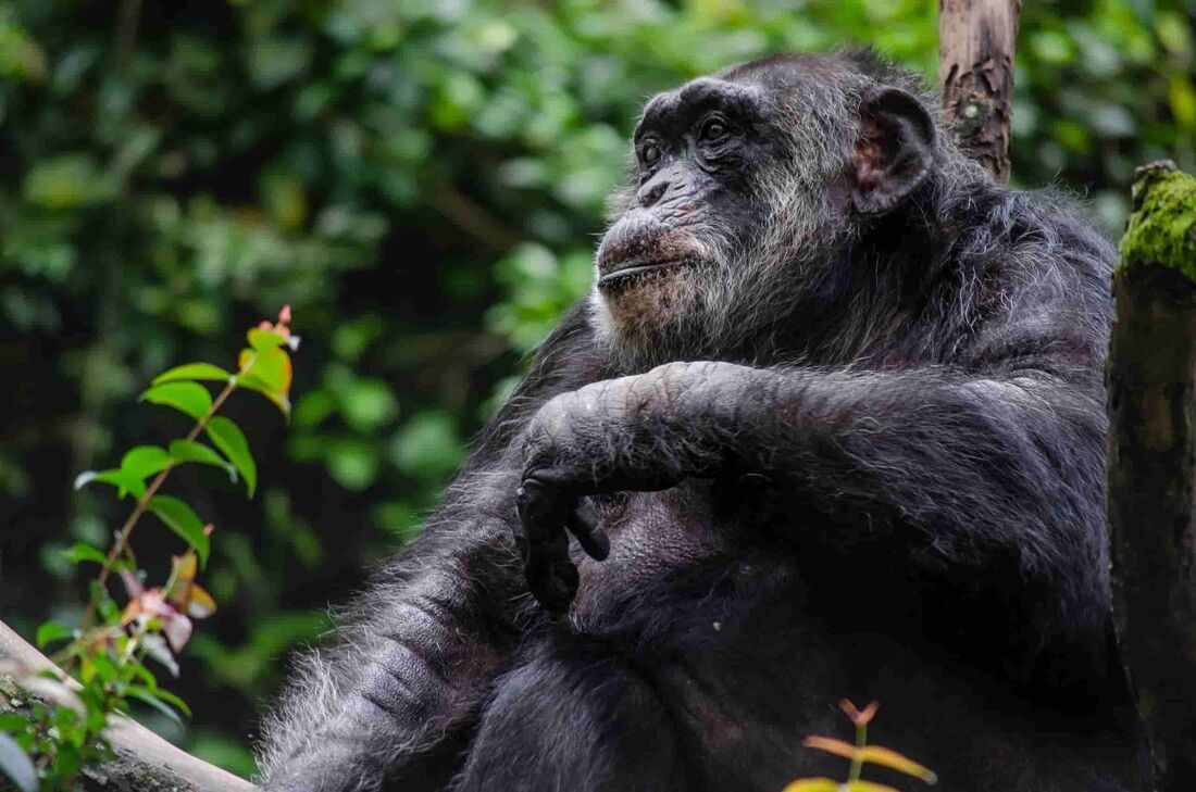 Chimpanzé Sena é morador mais antigo do Parque Dois Irmãos