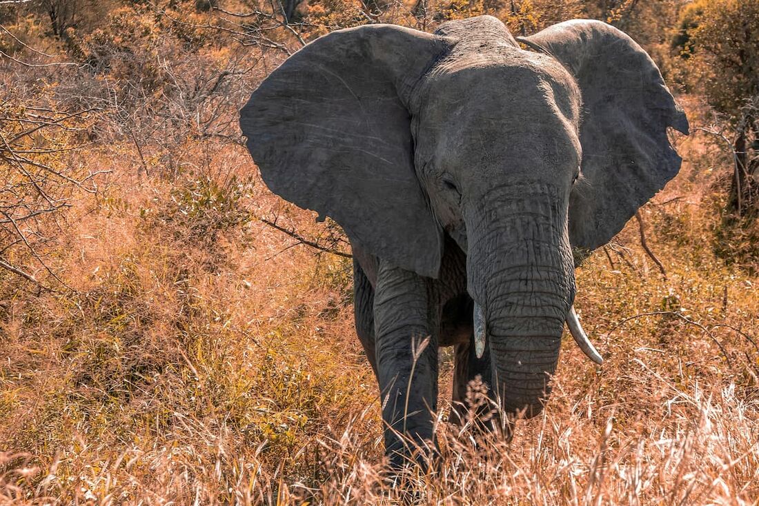 Elefante africano