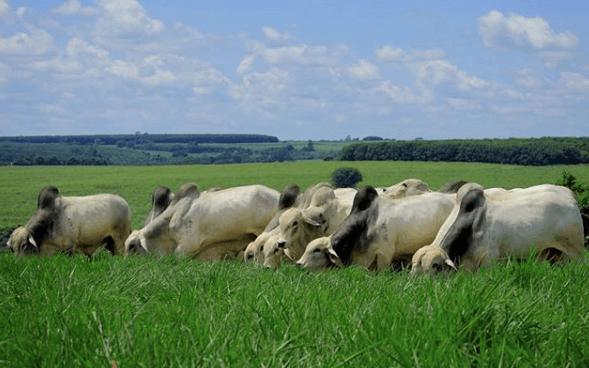 Cana de açúcar é fonte de alimento para gado