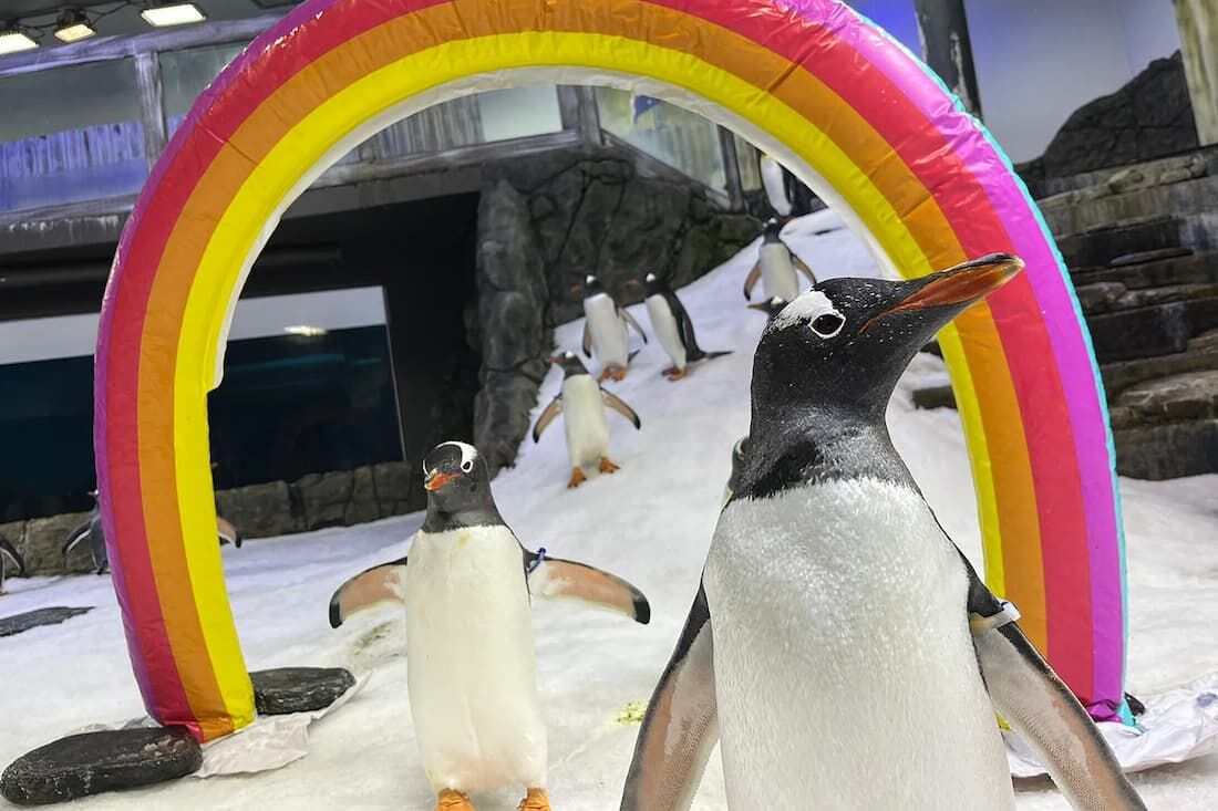 Morre Sphen, famoso 'pinguim gay' de aquário na Austrália