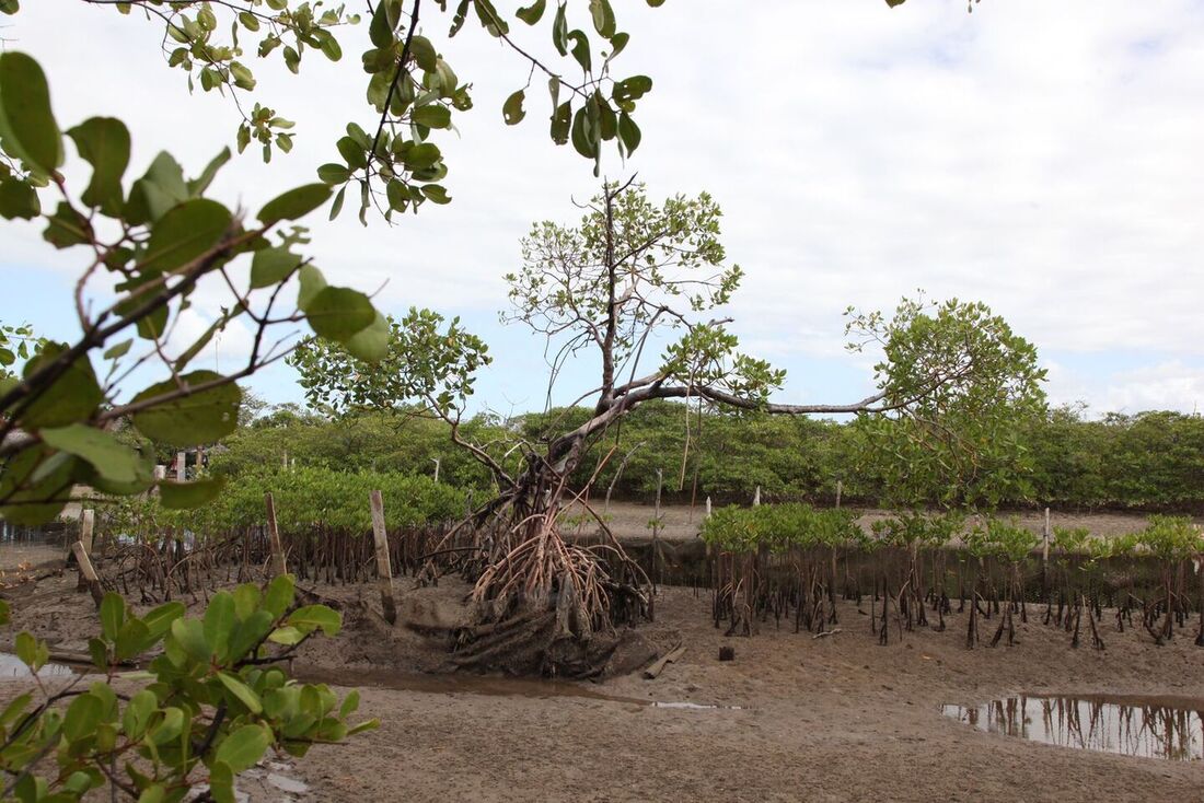 Plantio de mudas de mangue em Maracaipe