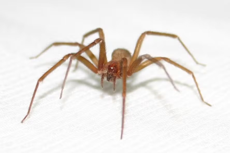 Mais conhecida como aranha-violinista, espécie Loxosceles reclusa é venenosa