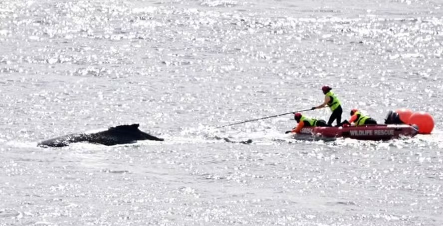 Baleia jubarte ficou presa a um emaranhado de cordas enquanto nadava na Baía de Sydney 