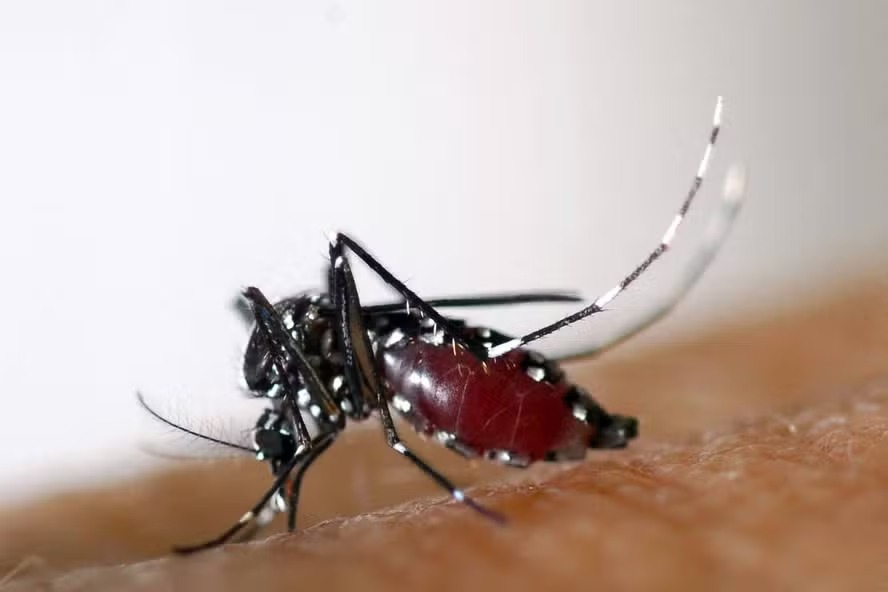 Aedes albopictus, mosquito que também transmite dengue, zika e chikungunya 