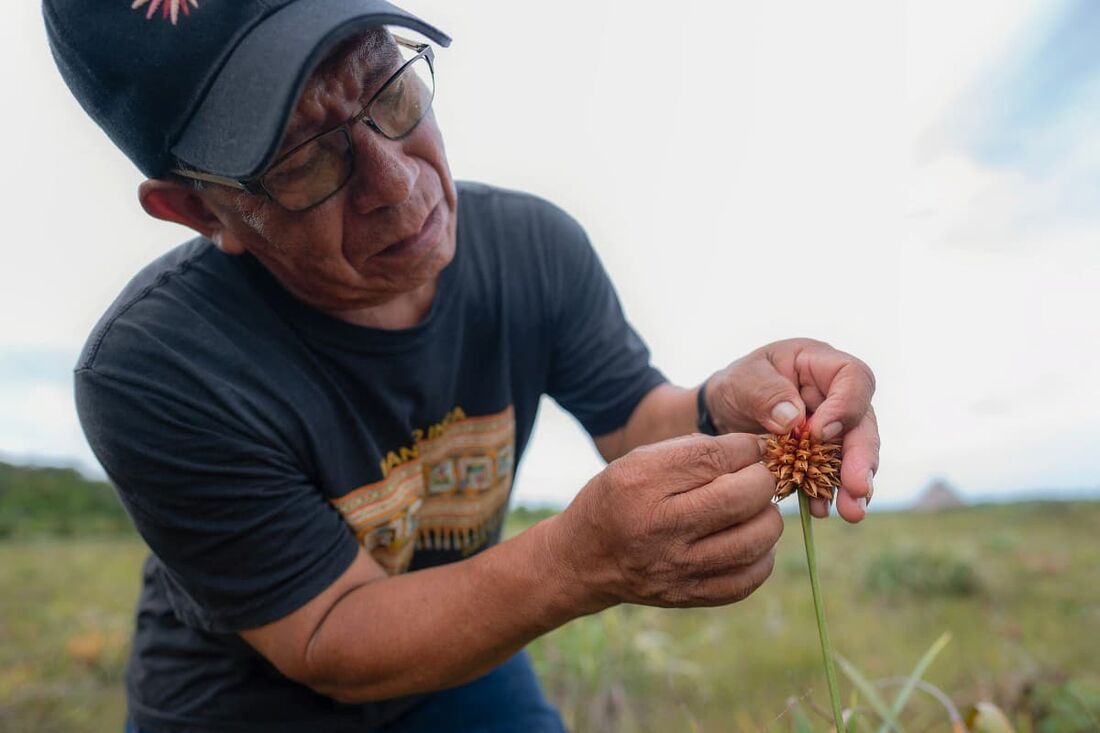 Rubén Darío Carianil verifica uma flor de Inirida