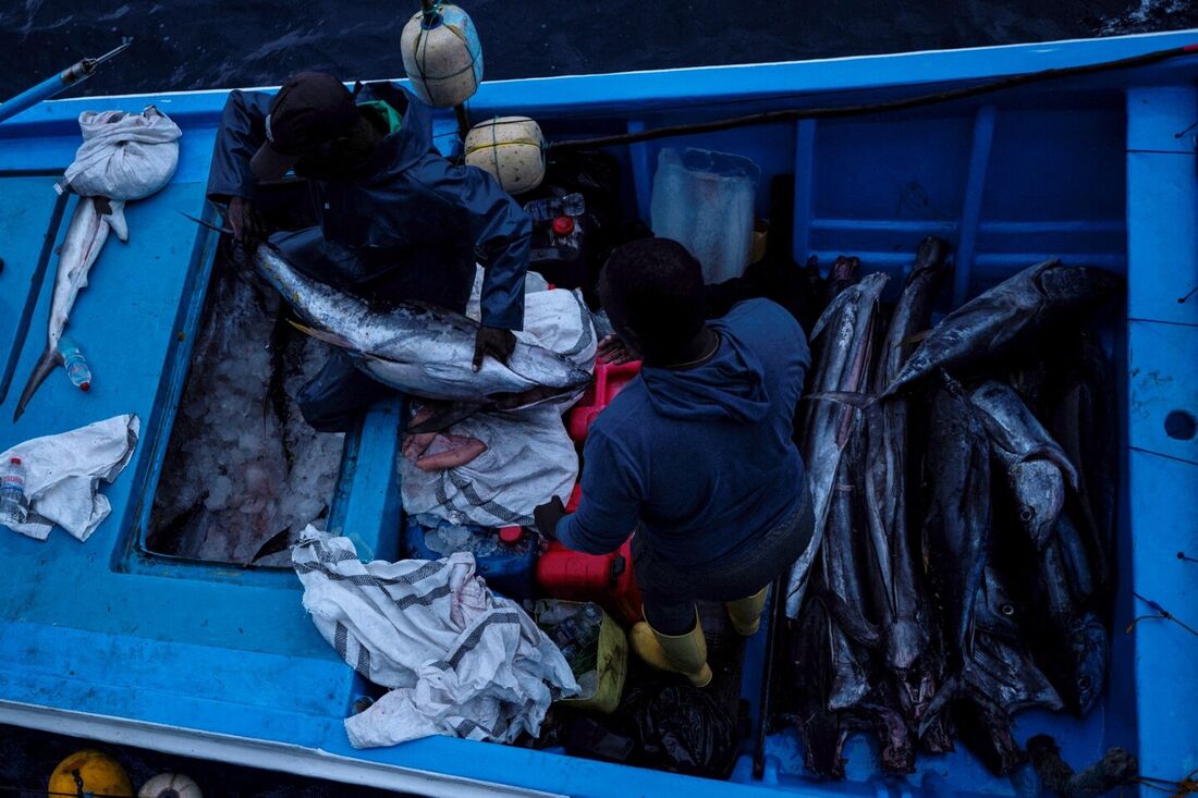 A Marinha da Colômbia apreendeu um barco equatoriano no Pacífico colombiano envolvido na pesca ilegal e no transporte de espécies protegidas e ameaçadas de extinção. O barco foi pego carregando cinco tubarões-martelo, seda e barbatana preta