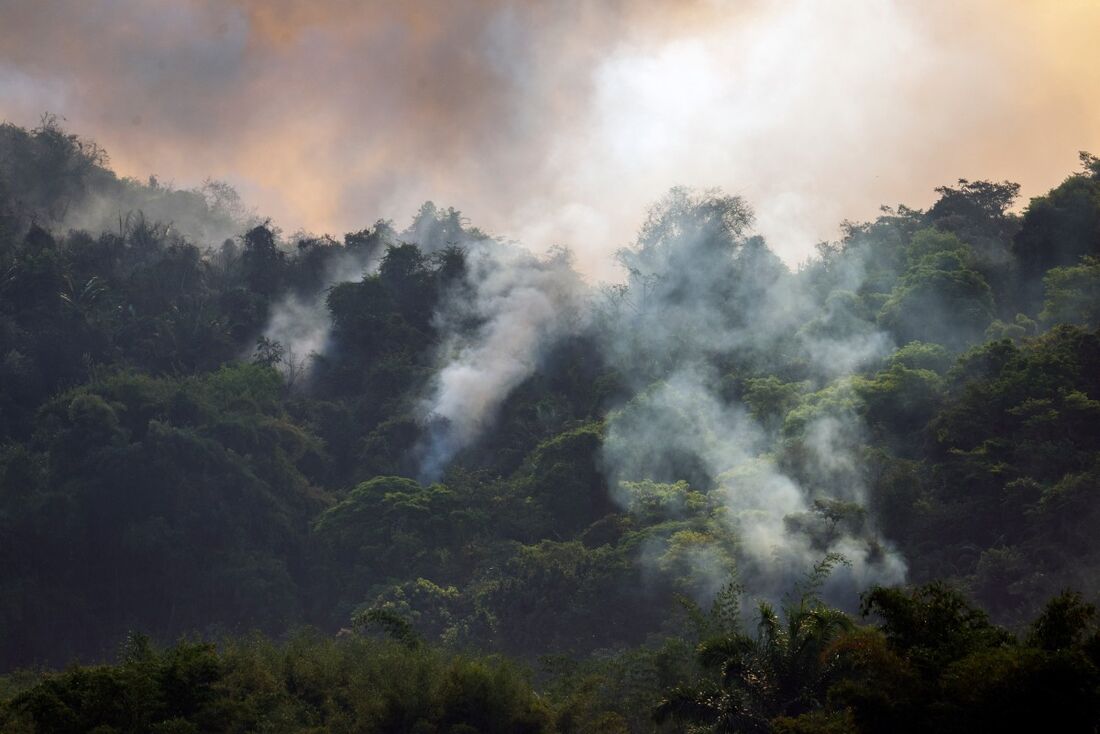 Incêndios florestais preocupam setor agrícola