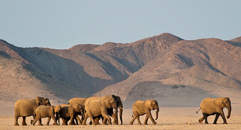 Elefantes na Namíbia