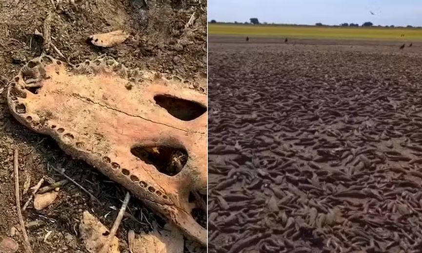 Seca e queimadas matam peixes e jacarés no MS 