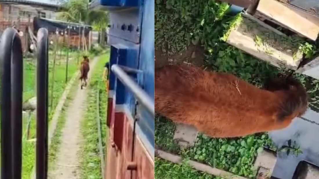 Cavalo é encontrado nos trilhos entre estações Werneck e Imbiribeira, no Metrô do Recife