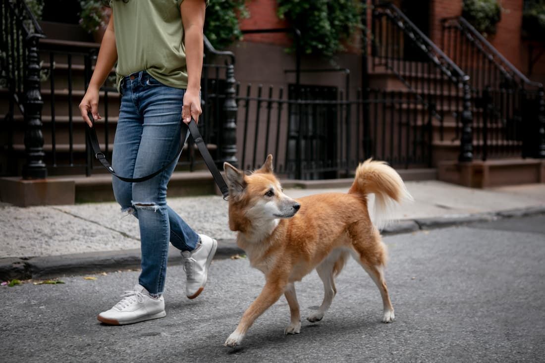 Mulher passeando com cachorro