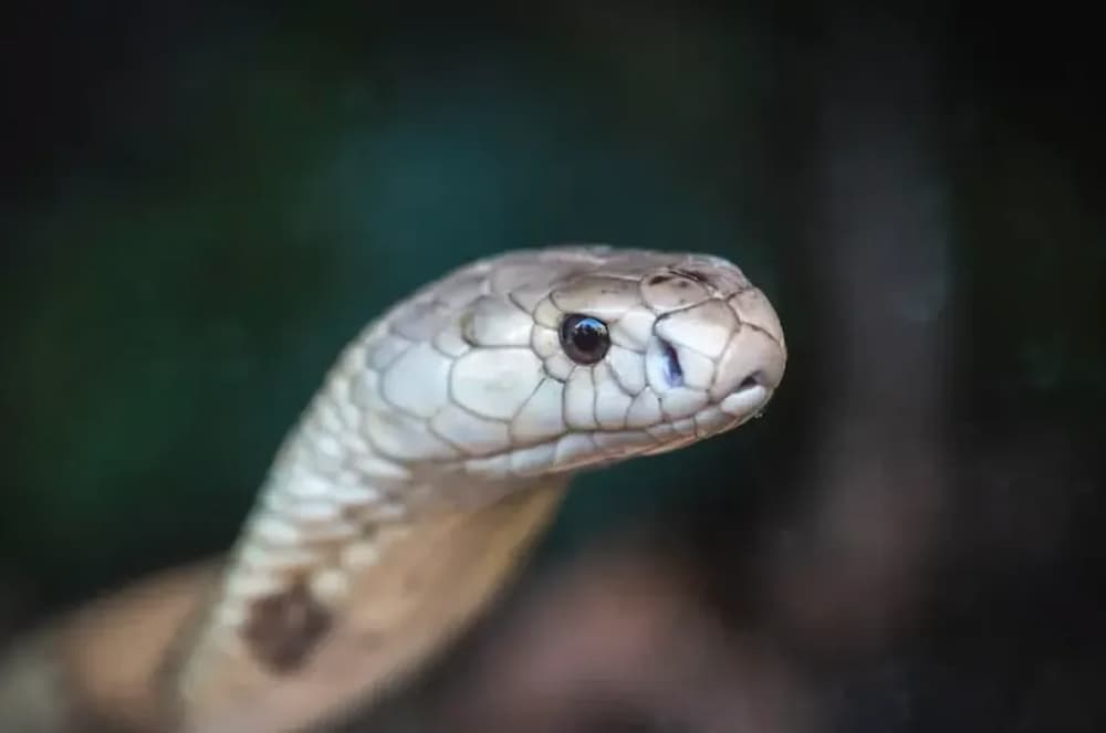 Cobras venenosas oferecem um risco à saúde humana