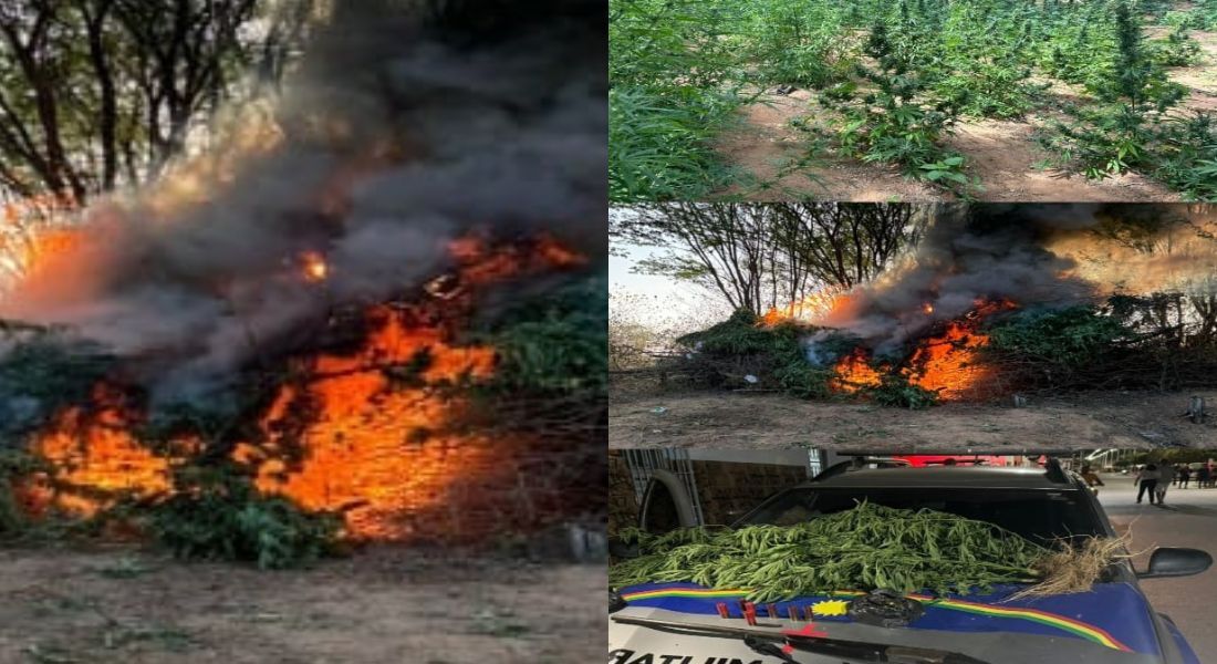 Maconha foi encontrada na roça do Sítio Lagoa Grande