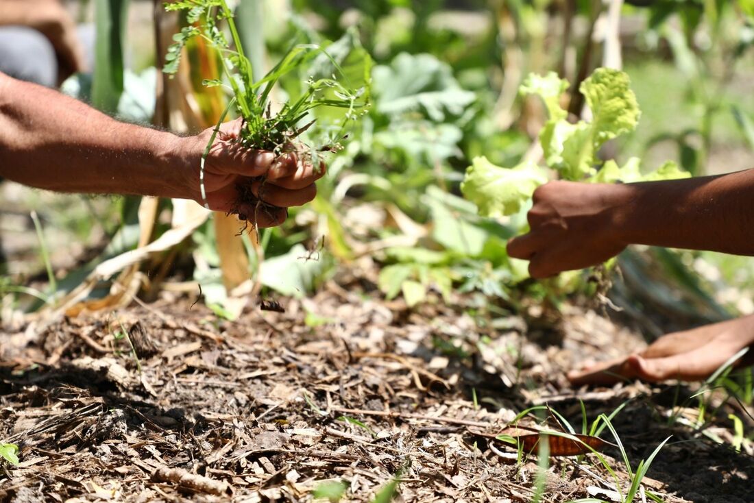 Escola de agroecologia faz oficina sobre Segurança Alimentar