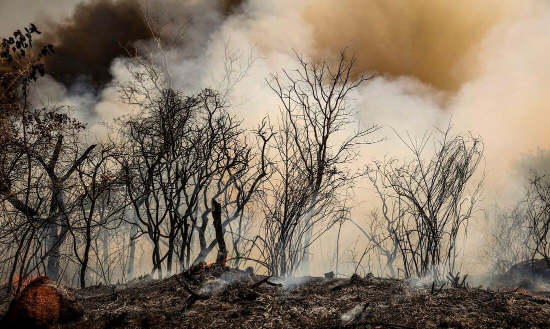 O incêndio que se espalha pela Floresta Nacional de Brasília (Flona) desde a manhã de terça-feira (3) pode ter sido criminoso