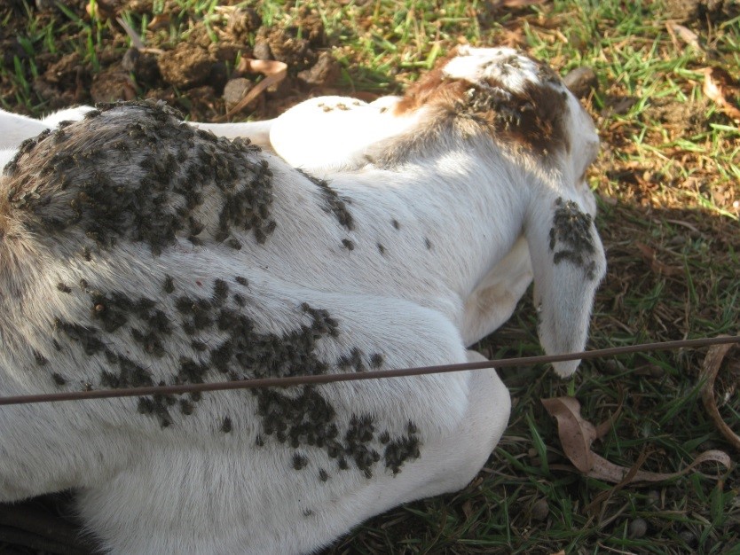 A mosca do estábulo faz os animais de corte perderem cerca de 30% do peso. O inseto está atacando até os animais domésticos e silvestres em alguns municípios de Pernambuco.