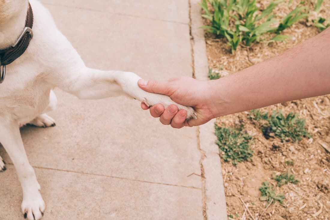 Saiba como aliviar o sofrimento dos cães durante o tempo seco