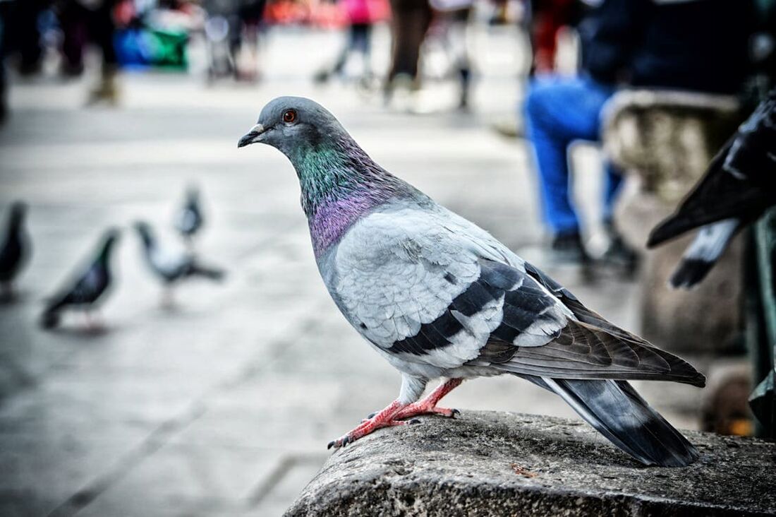 O "Projeto Pombo" foi abandonado em 1944, apesar de um aparente sucesso em um teste sobre um alvo em Nova Jersey, no leste dos Estados Unidos