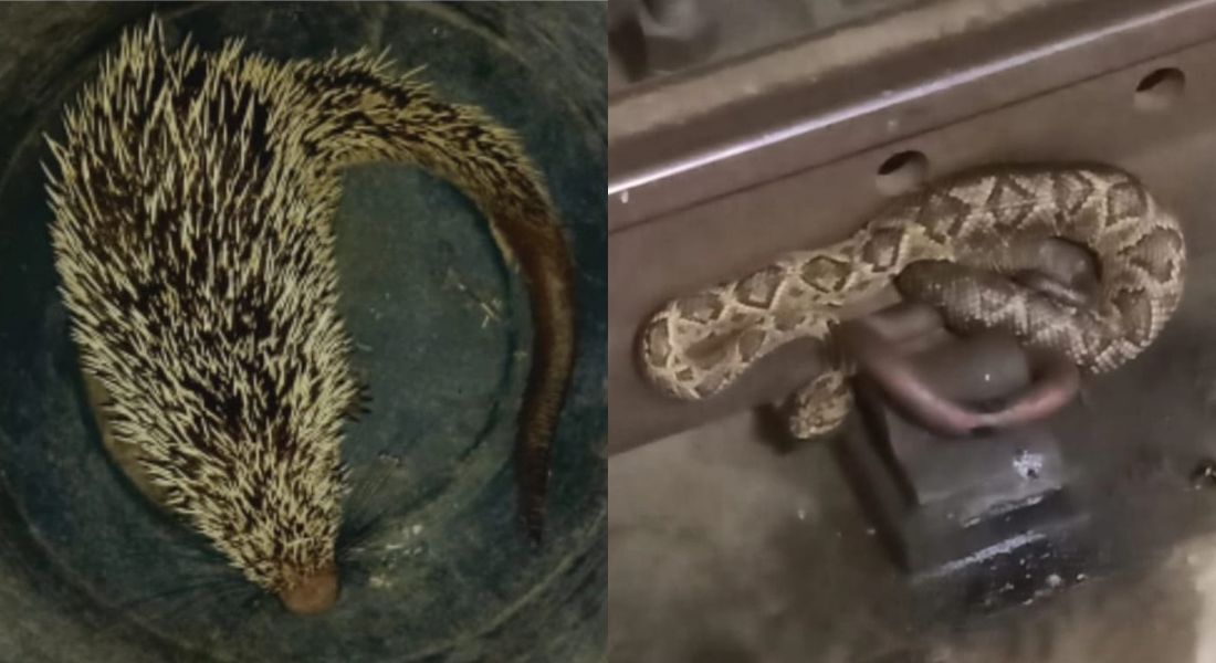 Ao todo, duas cobras cascavéis e um porco-espinho foram resgatados