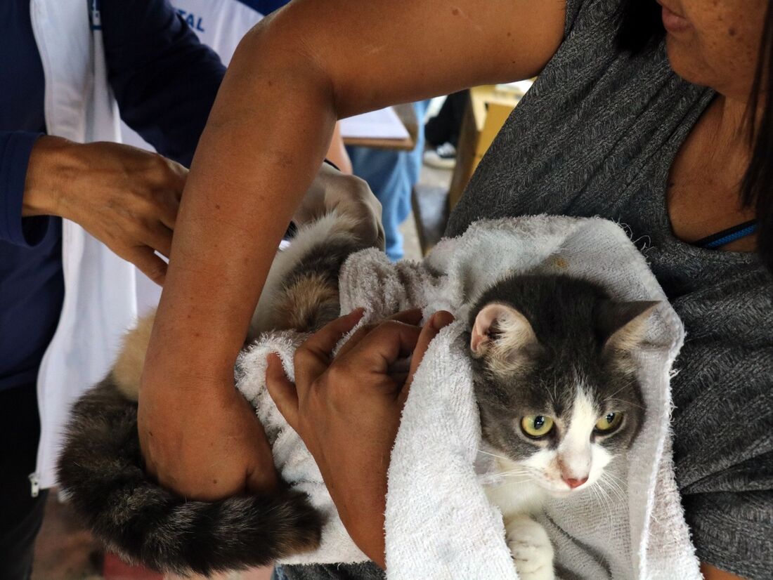 Animais já vacinados este ano não precisam receber outra dose, pois a validade é de 12 meses