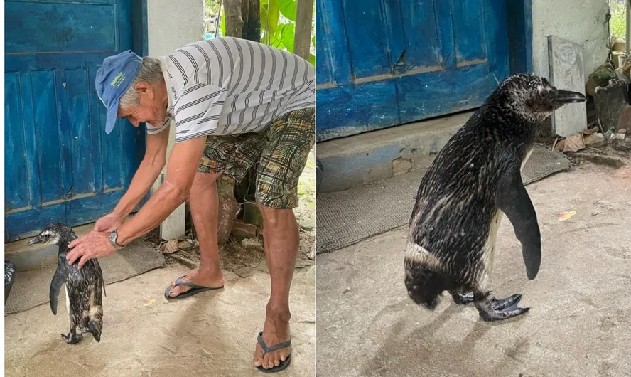 José Pereira com o pinguim que, dessa vez, não é o Dindim 