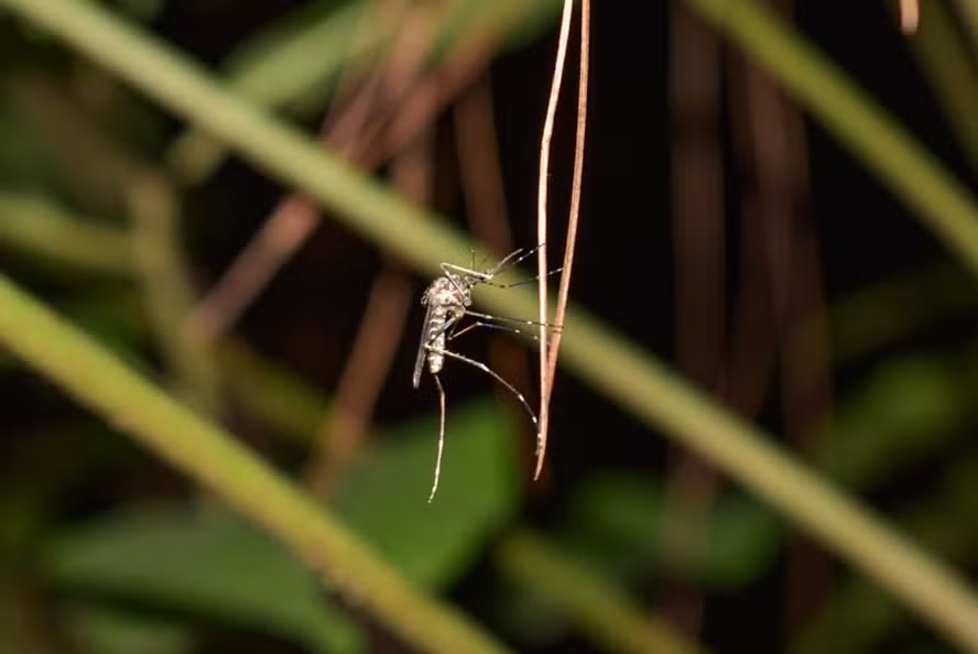 Mosquito Coquillettidia venezuelensis, um dos transmissores da febre oropouche 