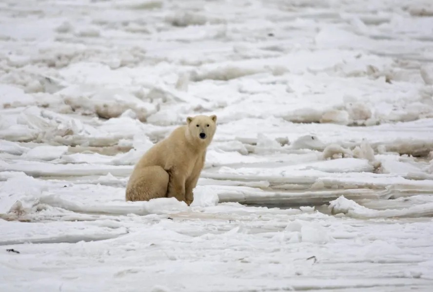 Urso polar feriu turista em arquipélago no Ártico (imagem ilustrativa) 