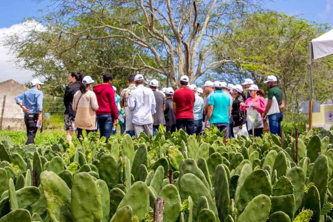 Para capacitar pecuaristas locais, Faepe promove "Dia do Campo" no Agreste de Pernambuco