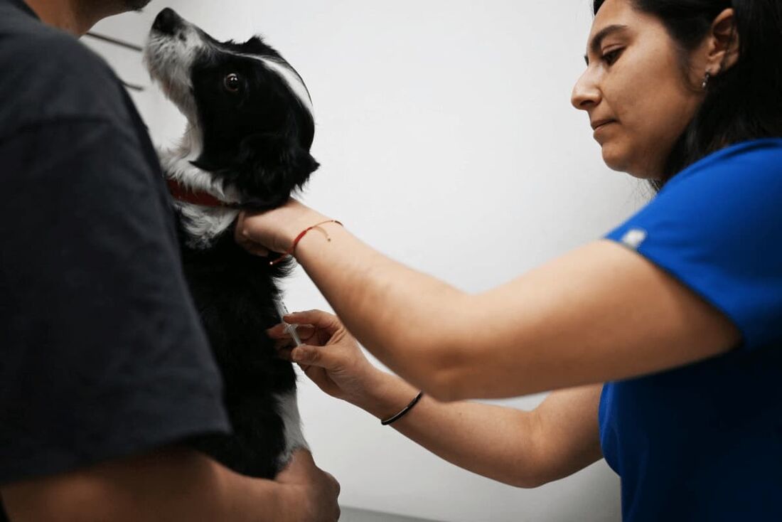 Franchesco, acompanhado de seu dono Ivan Gutierrez (E), é examinado pela veterinária Mariela del Saz antes de ser esterilizado com vacina