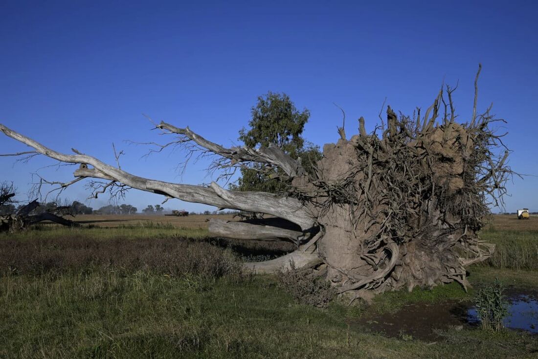  Uma árvore de eucalipto caída fica ao lado de um campo de soja em Lobos, cerca de 100 km a oeste de Buenos Aires, em 29 de abril de 2022.