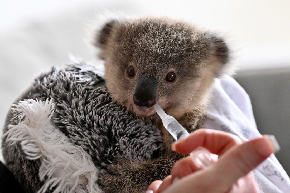 Coala órfão Ajooni agarrado a um brinquedo durante a hora da alimentação em Sydney 