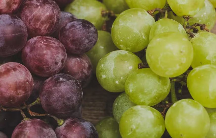 As uvas são uma boa fonte de fibras, vitaminas A, C, E e complexo B, além de minerais essenciais como cálcio, fósforo, potássio e magnésio.