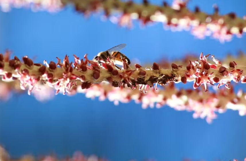 O mel de abelhas africanizadas (Apis mellifera L.) produzido a partir da florada do açaizeiro 