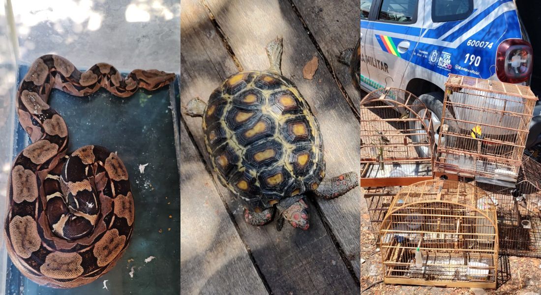 Prisão ocorreu na manhã desta segunda-feira (21), no bairro Campina do Barreto