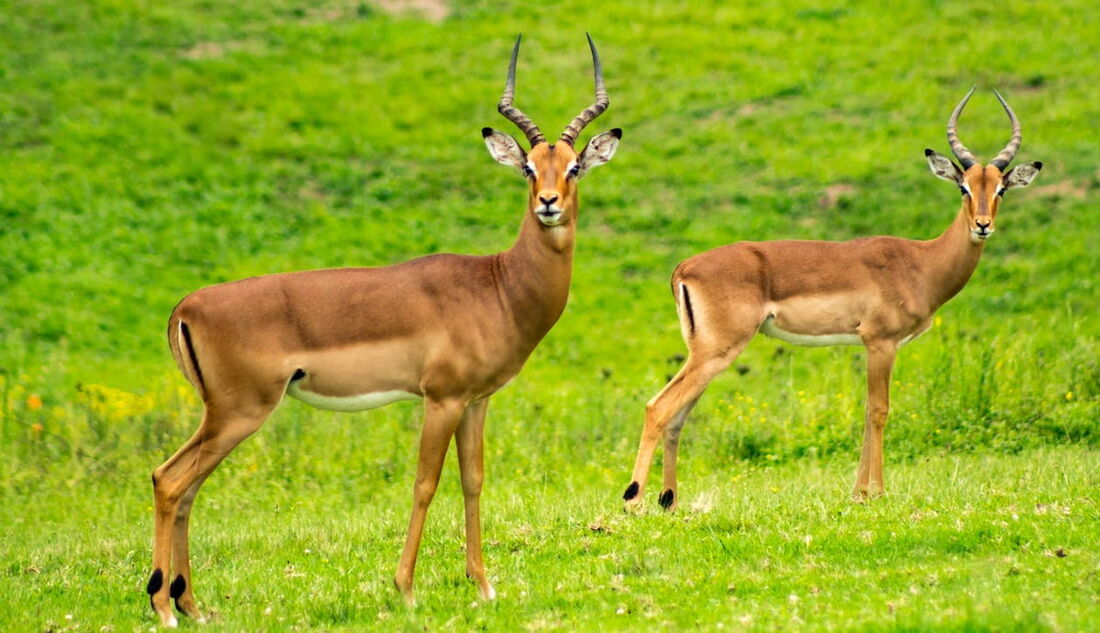 As diversas populações de animais selvagens perderam em média 73% de seus indivíduos em 50 anos