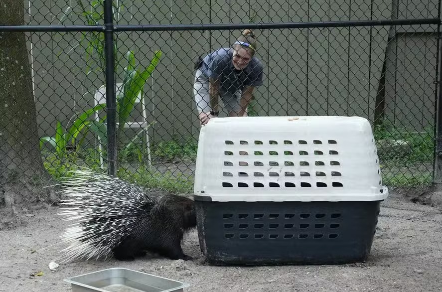 Funcionários do Zoológico de Tampa, na Flórida, ficaram para cuidar de mais de mil animais durante o furacão Milton