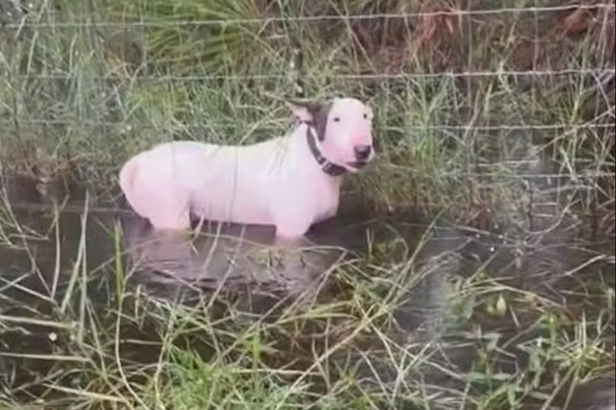 Polícia resgata cachorro abandonado e amarrado antes da chegada do furacão Milton