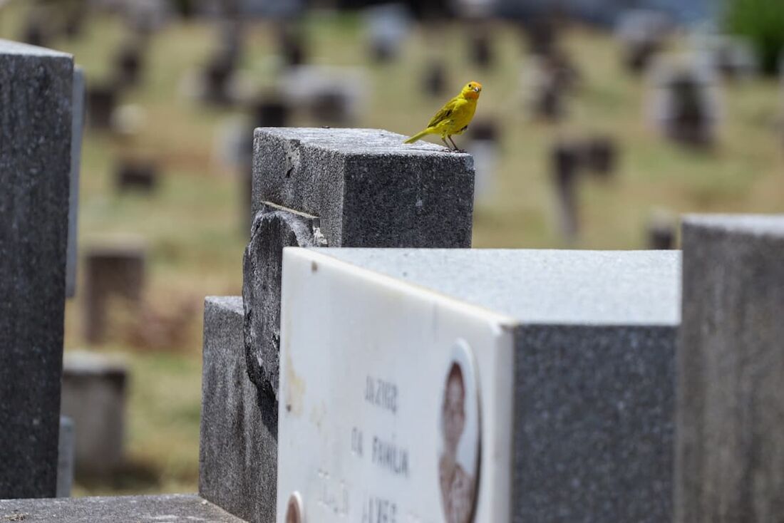 Finados: Dia de homenagear a memória dos que já se foram (Cemitério de Santo Amaro)