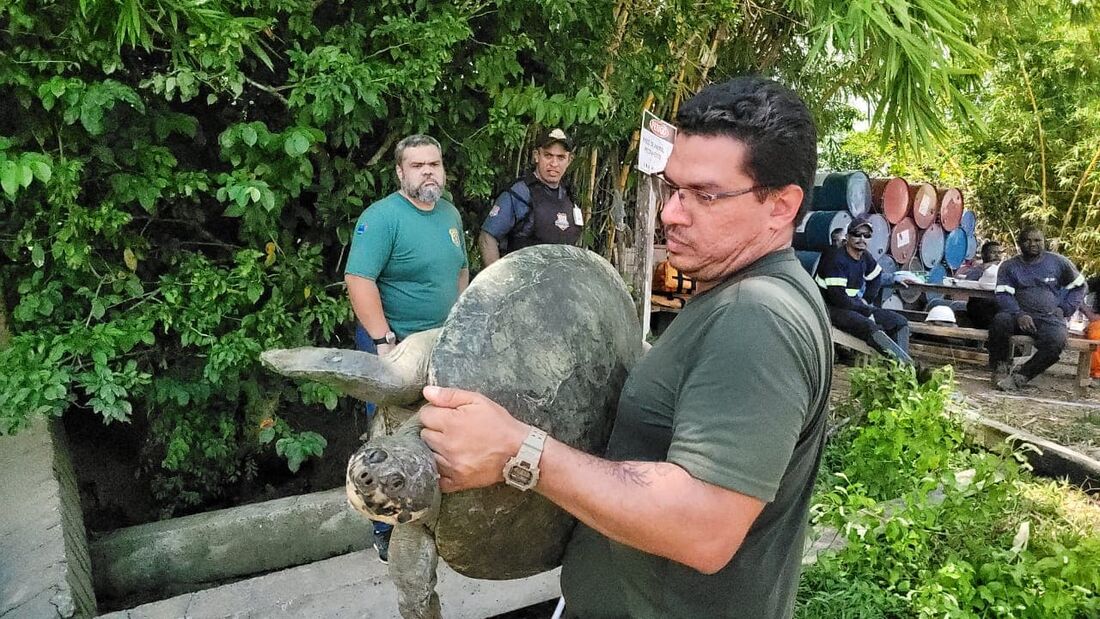 Animais foram levados de carro para a Amazônia