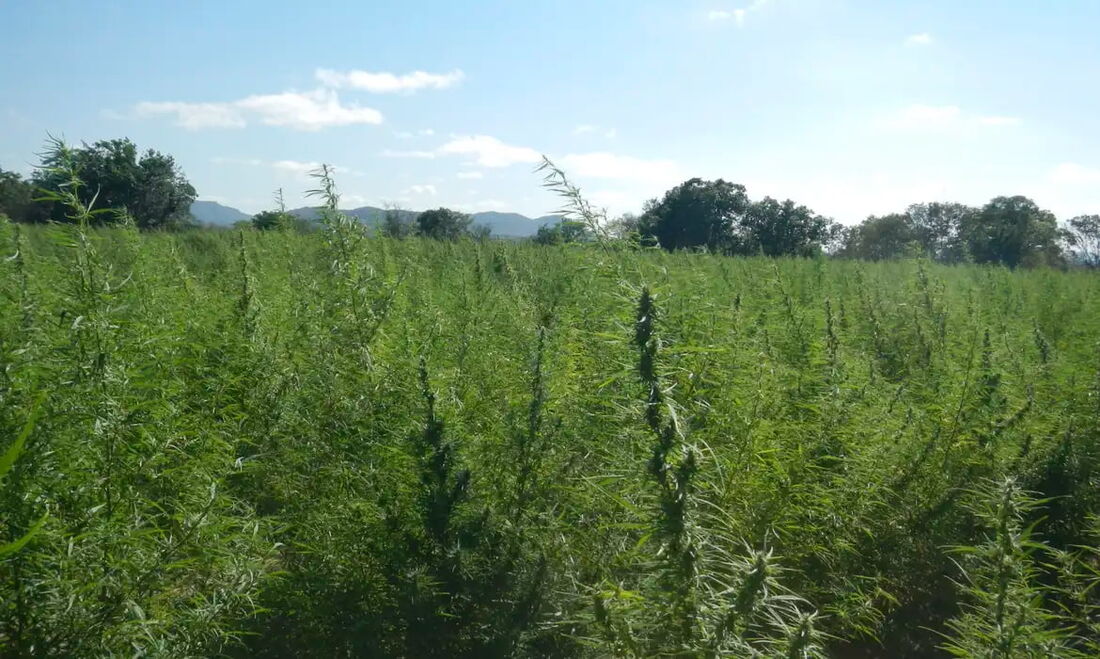 A falta de regulamentação da cannabis é uma omissão dolosa